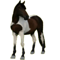 Reitpferd Paint Horse Brauner mit Tovero-Scheckung 