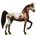 Reitpferd Araber Falbe