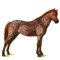 Pony Deutsches Reitpony Apfelschimmel