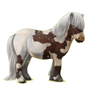 Pony Shetlandpony Brauner