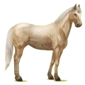 Reitpferd Paint Horse Brauner mit Tovero-Scheckung 