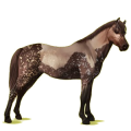 Pony Deutsches Reitpony Brauner