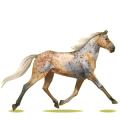 Reitpferd Orlow-Traber Dunkelbrauner