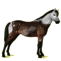 Pegasus-Pony Deutsches Reitpony Dunkelbrauner