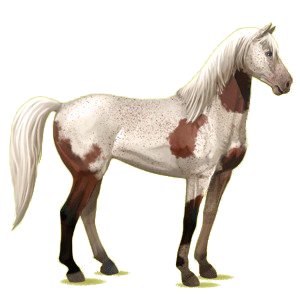 Reitpferd Mustang Hellgrau