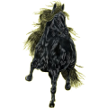 Reitpferd Araber Fuchs