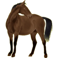 Reitpferd Hannoveraner Brauner