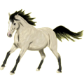 Reitpferd Araber Apfelschimmel