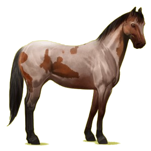 Reitpferd Paint Horse Fuchs mit Tobiano-Scheckung