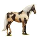 Reitpferd Andalusier Apfelschimmel