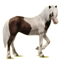 Reitpferd Isländer Brauner