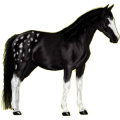 Reitpferd Paint Horse Rappe mit Overo-Scheckung