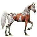 Reitpferd Araber Hellgrau