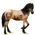 Reitpferd Isländer Fuchs