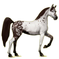 Reitpferd Araber Dunkelfuchs mit heller Mähne
