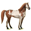 Reitpferd Mustang Roan