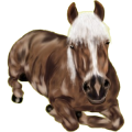 Pony Haflinger Palomino
