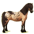 Pony Neufundland Pony Brauner