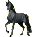 Reitpferd Araber Hellgrau