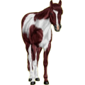 Reitpferd Araber Fuchs