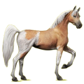 Reitpferd Araber Hellgrau