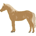 Pony Shetlandpony Palomino
