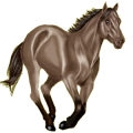 Reitpferd Araber Roan