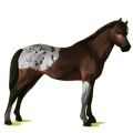 Pony Deutsches Reitpony Dunkelbrauner