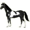 Reitpferd Paint Horse Brauner mit Tovero-Scheckung 