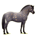 Pony Norweger Braunfalben