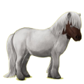 Pony Shetlandpony Apfelschimmel