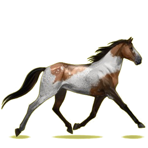 Reitpferd Morgan Brauner