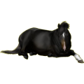 Reitpferd Trakehner Rappe