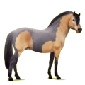 Pony Gelbfalben