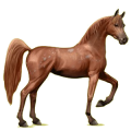 Reitpferd Araber Rotbrauner
