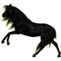 Reitpferd Andalusier Rappe