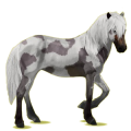 Reitpferd Isländer Fuchs