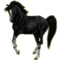 Reitpferd Hannoveraner Brauner