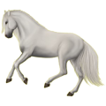 Reitpferd Berber Hellgrau