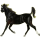 Reitpferd Argentinischer Criollo Rotbrauner