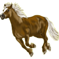 Pony Palomino