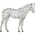 Reitpferd Paint Horse Palomino mit Tobiano-Scheckung