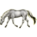 Reitpferd Argentinischer Criollo Rotbrauner