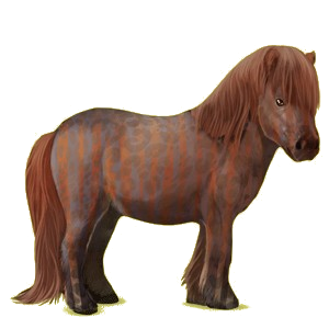 Pony Shetlandpony Fuchs