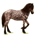 Reitpferd Dunkelbrauner