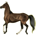 Reitpferd Andalusier Apfelschimmel