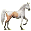 Reitpferd Araber Hellgrau