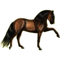 Reitpferd Andalusier Dunkelbrauner