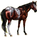 Reitpferd Araber Dunkelfuchs