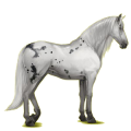 Reitpferd Lipizzaner Hellgrau